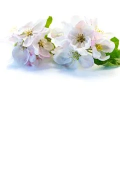Spring concept with apple tree blossoms isolated minimal composition Stock Photos