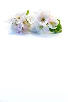 Spring concept with apple tree blossoms isolated minimal composition Stock Photos