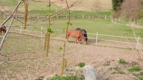 Spring concept, birch branch with aglets and two horses Stock Footage 107933751