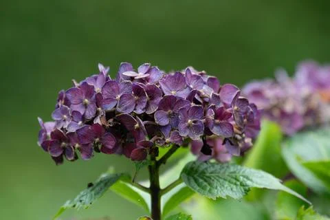 Spring Concept, Blooming Purple Hydrangea Stock Photos