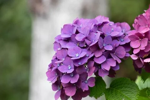 Spring Concept, Blooming Purple Hydrangea Stock Photos