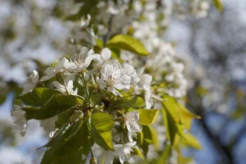 Spring concept. Cherry blossoms on a blurred background. Stock-Fotos