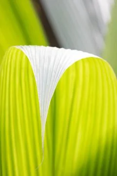Spring Concept, close-up of bright green palm leaves Stock Photos