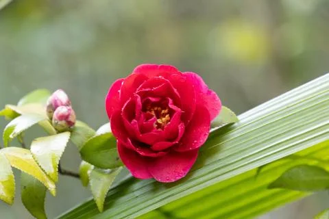 Spring Concept, Close up Red Camellia Flowers Stock Photos