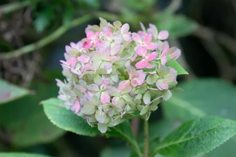 Spring Concept, Close up red Hydrangea Flower Foto stock
