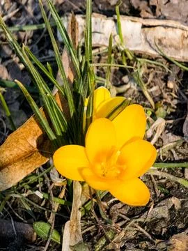 Spring concept. Early spring in park. Yellow crocus flower close-up. First sp Stock Photos