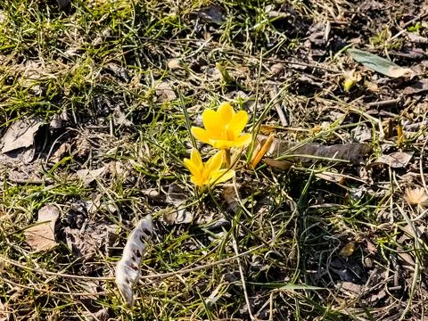 Spring concept. Early spring in park. Yellow crocus flower. First spring flow Stock Photos