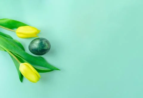 Spring concept with Easter egg and yellow tulips on turquoise blue background Stock Photos
