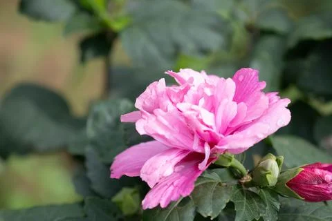 Spring Concept, Elegant Double Pink Hibiscus Bloom Stock Photos