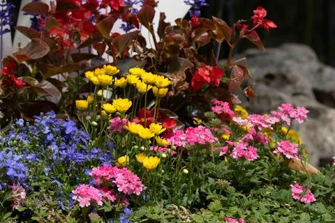 Spring Concept, Flower bed with multicolored spring flowers in the garden. Stock Photos