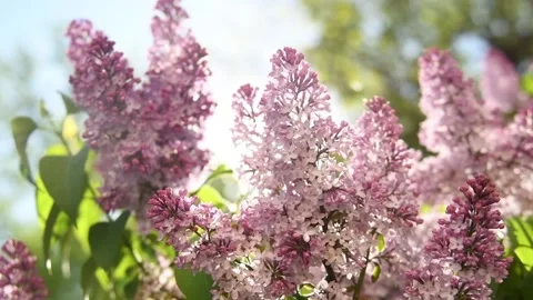 Spring concept. Flowers of lilac moving with sunlight shining in back lighting Stock Footage 90158070