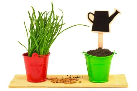 Spring concept with grass, soil, seeds in the buckets Stock Photos