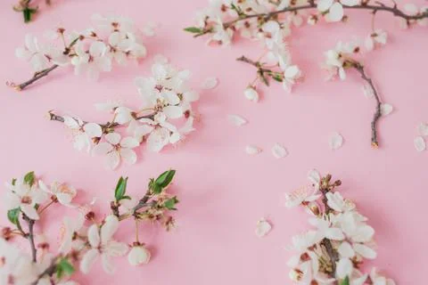 Spring concept made of branches with spring flowers on pink. Flat lay Foto stock