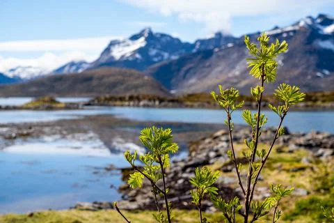 Spring concept in Norway Stock Photos