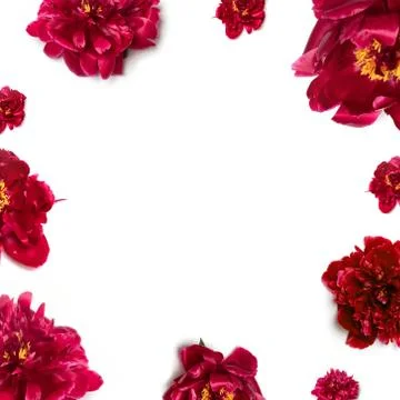 Spring concept. Pattern of beautiful aromatic fresh red peonies on background Stock Photos