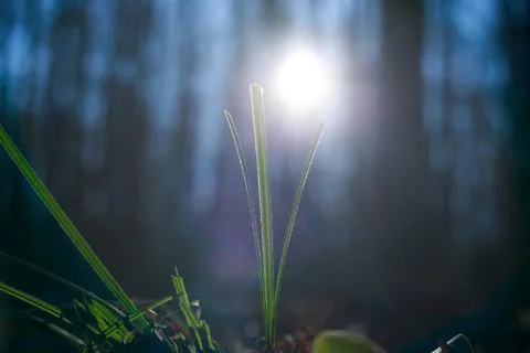 Spring concept. Sprout of grass in the sunlight. Spring nature t Stock Photos