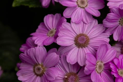 Spring Concept, Violet Cineraria in Full Bloom Stock Photos