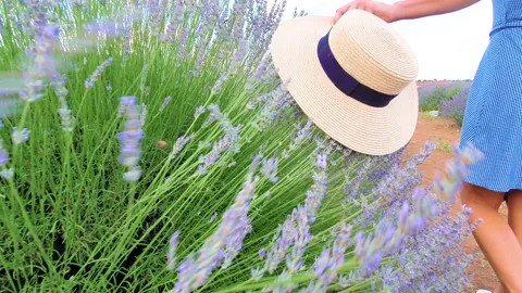 Spring concept. Woman's hat touching lavender flowers in slow motion video. Video stock 150036467