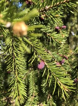 Spring cones Stock Photos