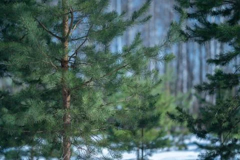 Spring coniferous forest sapling closeup, needles glistening with melt, soft  Stock Photos