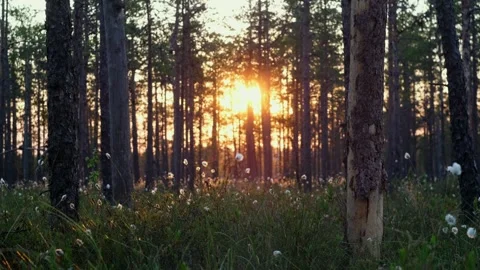 Spring coniferous forest. Sunbeams light up the woods, a fairyland for a morning Stock Footage 270754777