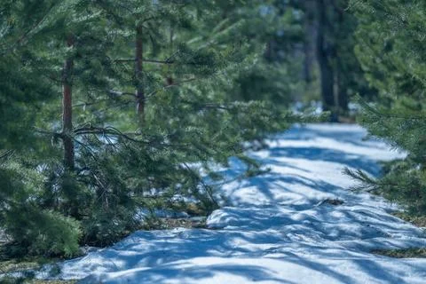 Spring coniferous forest winding snow trail, curved route framed by low pines Stock Photos