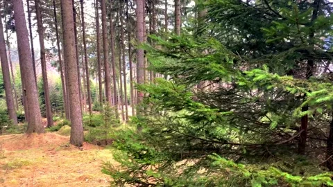 Spring coniferous forest. Young firs and trunks of ancient trees. Stock Footage 238033716
