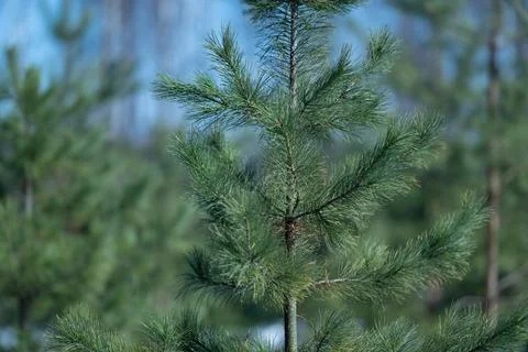 Spring coniferous forest young pine portrait, central sapling with delicate n Stock Photos