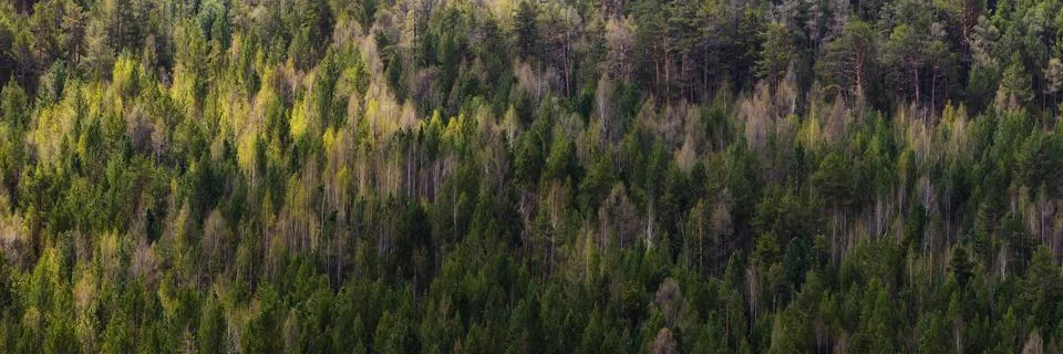 Spring coniferous pine forest background with dry trees, silhouette wood pattern Stock Photos