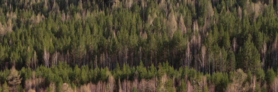 Spring coniferous pine forest background with dry trees, silhouette wood pattern Stock Photos