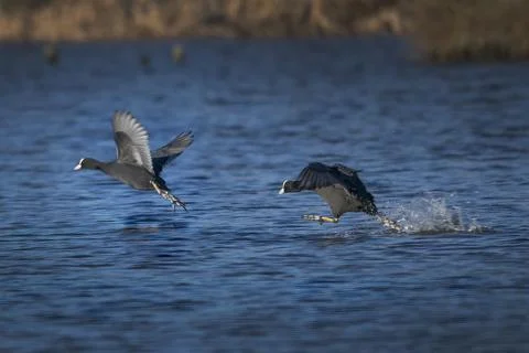 The spring Coot chase Stock Photos