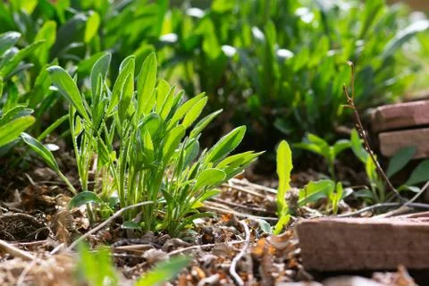 Spring Coreopsis Plant Stock Photos
