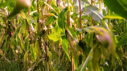Spring corn field - closeup Video stock 94640680
