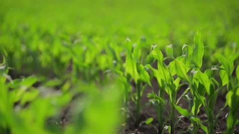 Spring corn field with young plants growing steadily in slow motion. Stock Footage 295866086