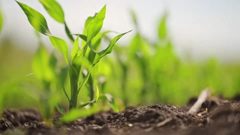 Spring corn sprouts growing steadily in a lush, fertile field. Stock Footage 295865568