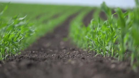 Spring cornfield in perfect lines swaying in light wind. Stock Footage 316106721