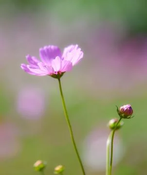 Spring cosmos flower pink blooming in the garden field background Foto stock