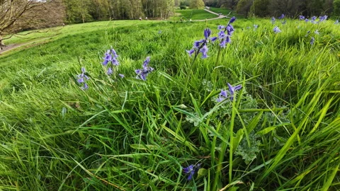 Spring countryside. Stock Footage 272369969