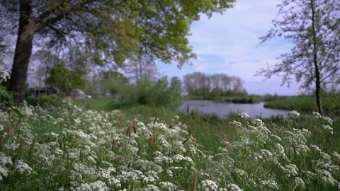 Spring Countryside Landscape with Blooming White Flowers and River Stock Footage 340964866