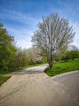 Spring countryside path splitting in two directions Stock Photos