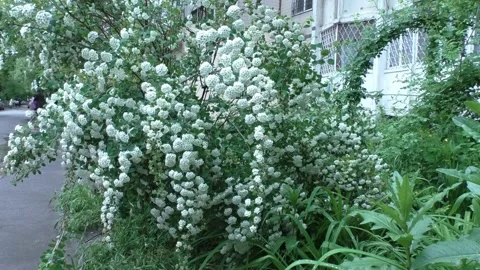 Spring in the courtyard. The beautiful white flowers on the bush Stock Footage