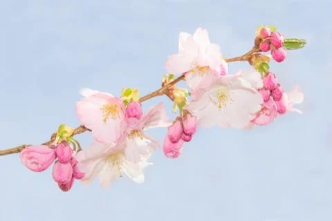 Spring crab apple tree delicate blossoms against blue sky Foto stock