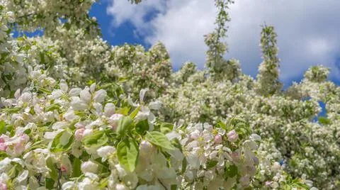 Spring crab apple tree delicate blossoms against blue sky. Photo with shallow Stock Photos