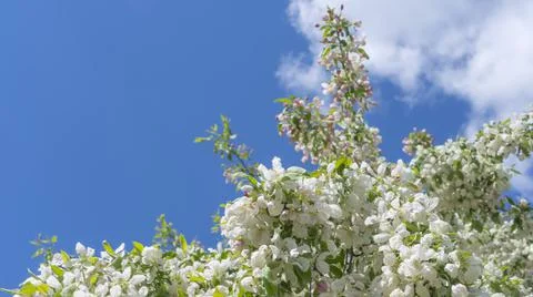 Spring crab apple tree delicate blossoms against blue sky. Photo with shallow Stock Photos