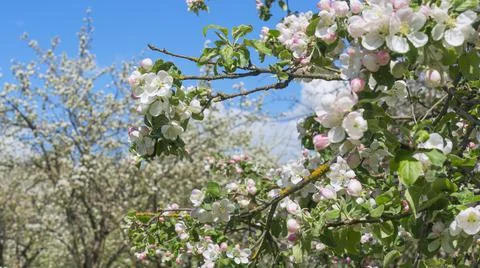 Spring crab apple tree delicate blossoms against blue sky. Photo with shallow Stock Photos