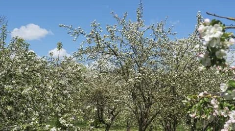 Spring crab apple tree delicate blossoms against blue sky. Photo with shallow Stock Photos