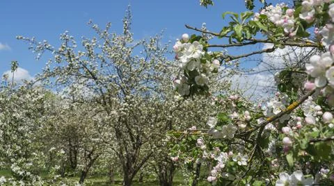 Spring crab apple tree delicate blossoms against blue sky. Photo with shallow Foto stock