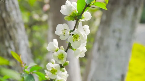 Spring Crabapple Blossoms Swaying Gently on a Branch in a Sunny Garden Stock Footage 342001263