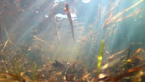 Spring Creek Submerge; Underwater Static View Stock Footage 102912844