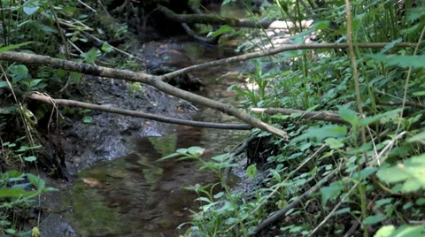 Spring creek view 库存影片 38706177